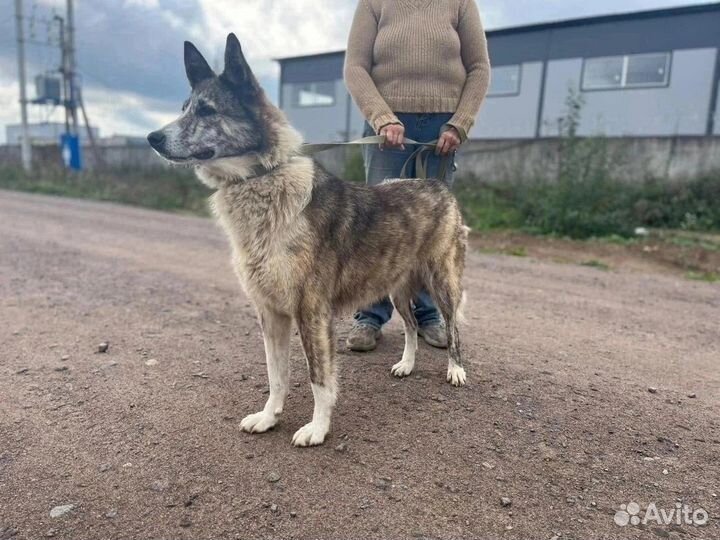 Отдам в надежные руки собаку Найда