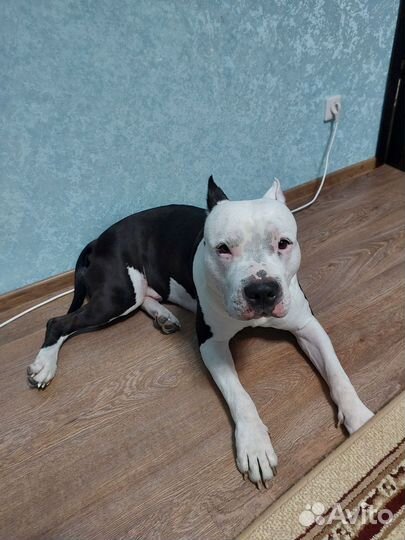 Стаффордширский терьер вязка