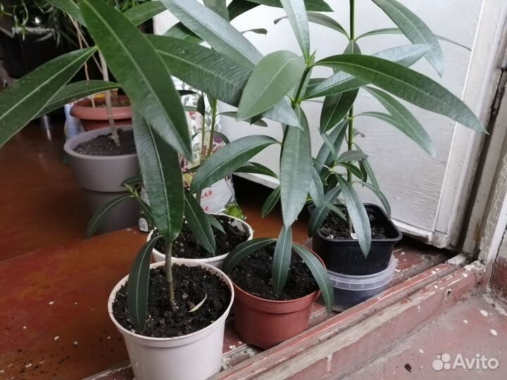 Олеандр красный