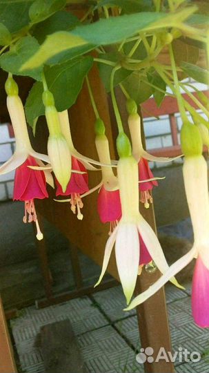 Глоксиния и Фуксия ампильная