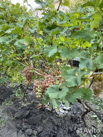Виноград