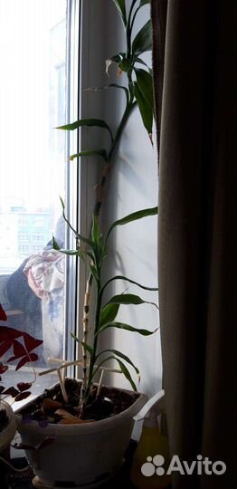 Спатифиллум, бамбук, глоксиния