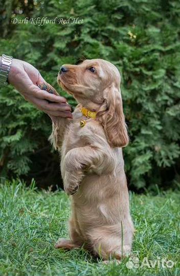 Собаки кокер спаниель