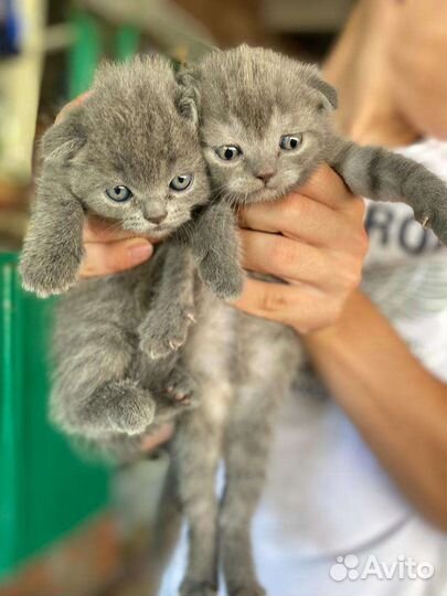 Шотландские котята