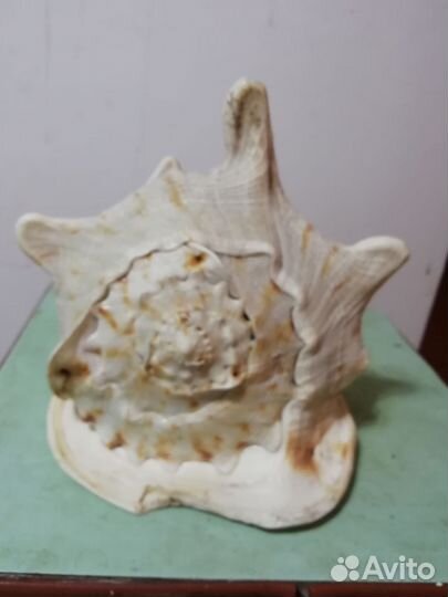 Ракушка Морская Большая