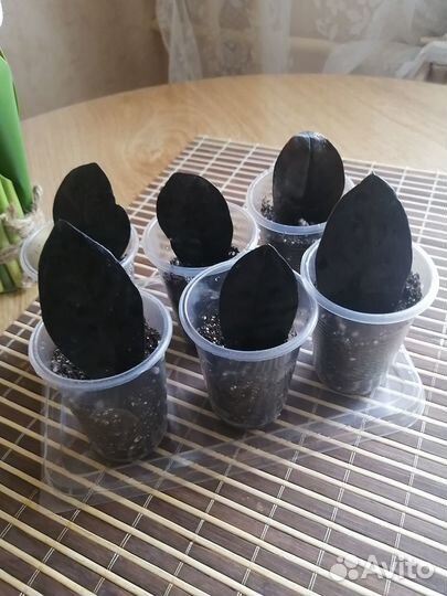 Укорененные листики Замиакулькаса Равен