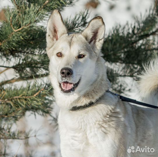 Метис лайки Ауди в добрые руки