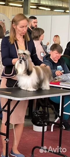 Вязка ши тцу