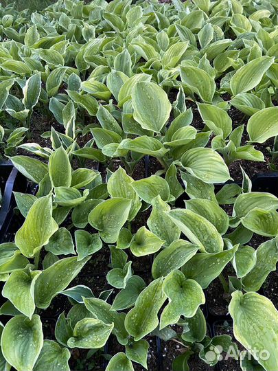 Хоста Fragrant dream C2