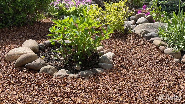 Мульча. Скорлупа кедрового ореха