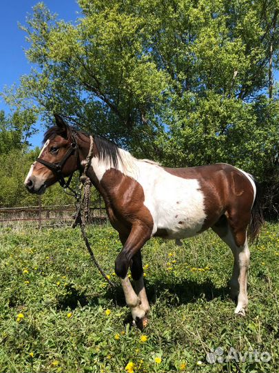 Лошадь Бык бычок телка