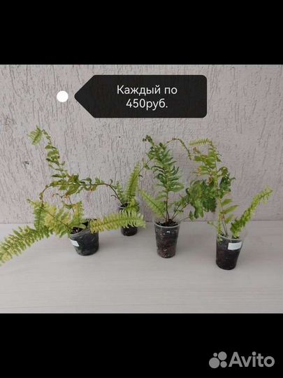 Папоротник нефролепис вариегатный