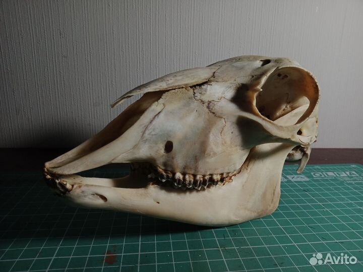 Череп ягненка