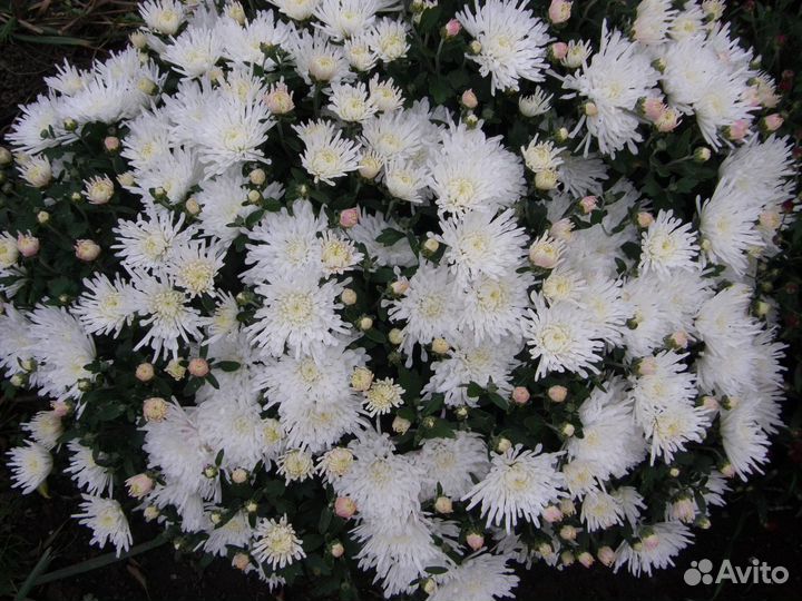 Мультифлора