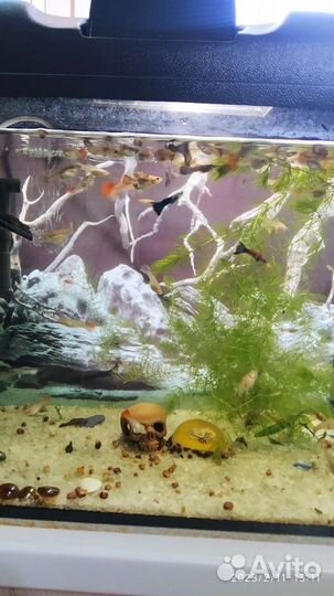 Аквариумные рыбки гуппи