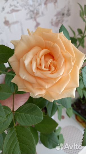 Роза Пич Аваланж