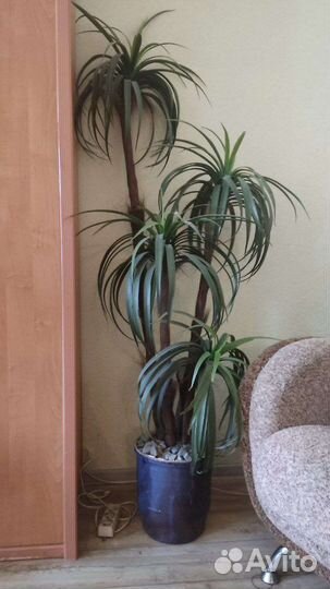 Драцена искусственная. Торг