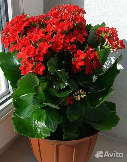 Пуансетия, филодендроны, диффенбахия, каланхоэ