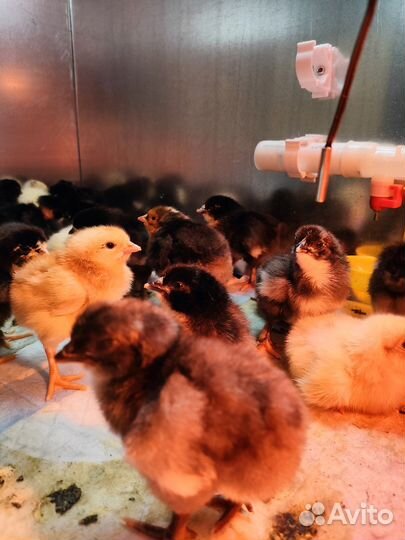 Цыплята