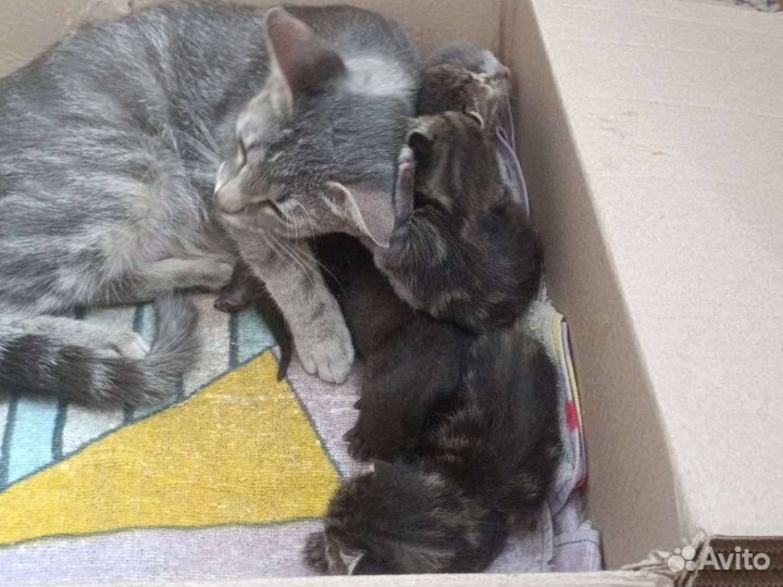 Кошка с котятами, отдадим в добрые руки