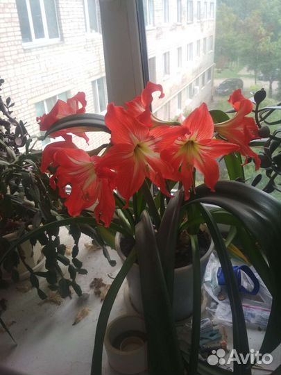 Гиппиаструм