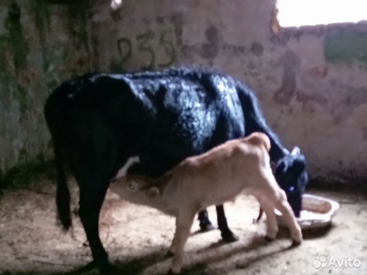 Корова дойная с теленком