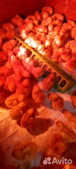 Суточные цыплята несушки