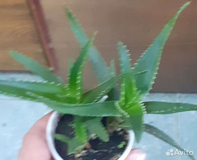 Алоэ, хавортия