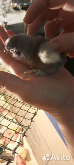 Цыплята суточные