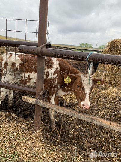 Бычки,телки