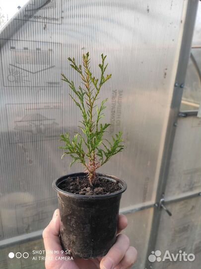 Туя смарагд саженцы