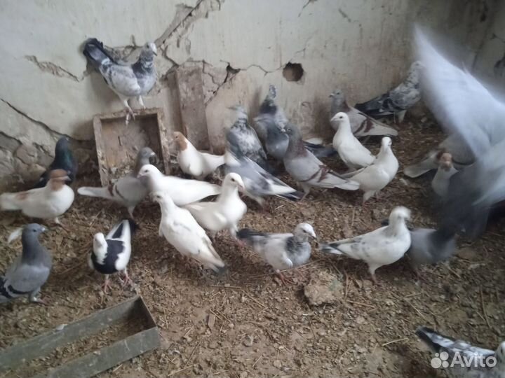 Птица голуби