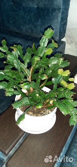 Декабрист шлюмбергера сортовые