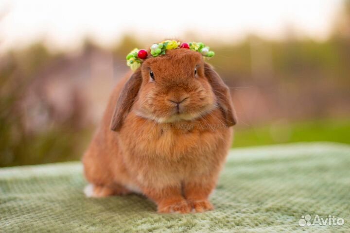 Яркие кролики минилопы