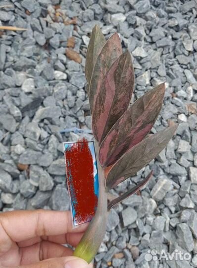 Замиокулькас вариегатный блек Оранж