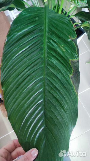 Спатифиллум