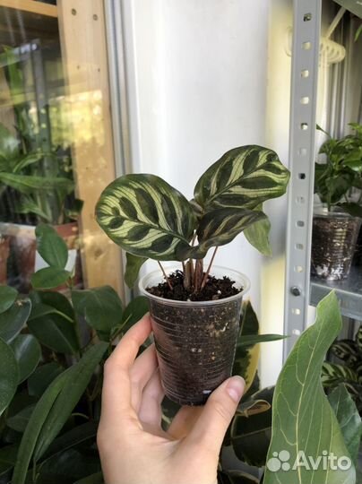 Калатея макоя