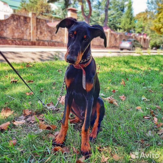 Дрессировка собак