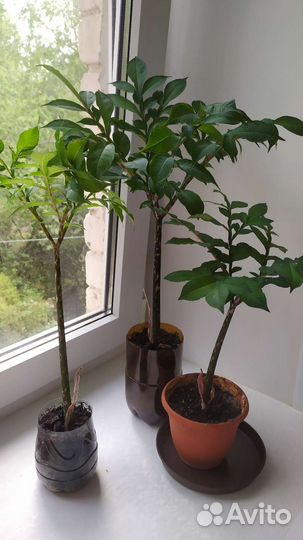 Аморфофаллус