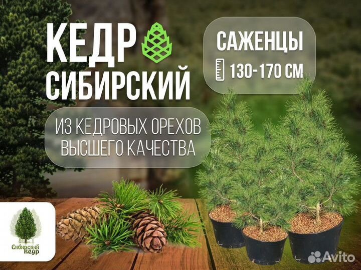 Саженцы кедра от производителя экстра класс