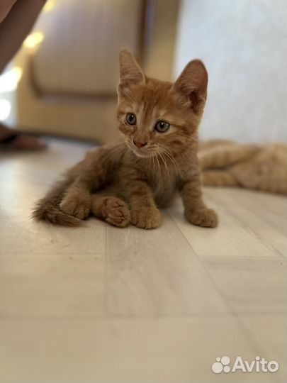 Два рыжика в добрые руки