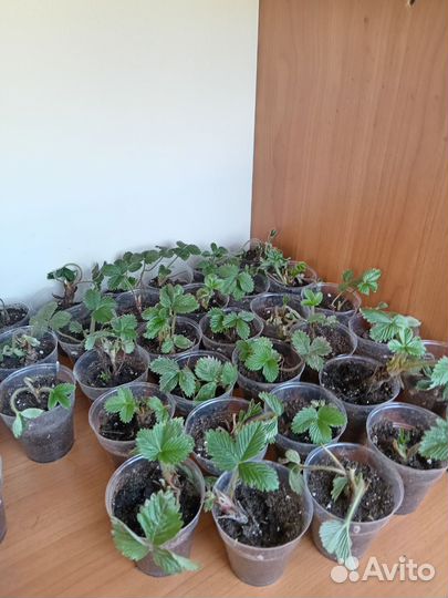 Земляника садовая саженцы