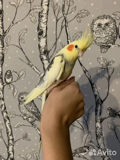 Попугай корелла