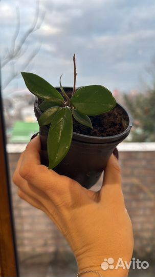 Хойя восковой плющ