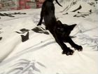 Орики# ориентальные клубные котята#сиамы объявление продам