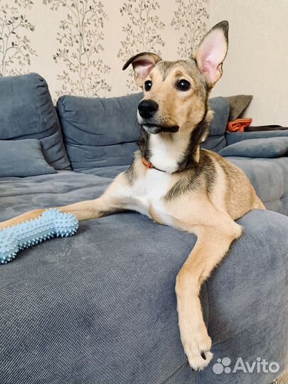 Собака в добрые руки