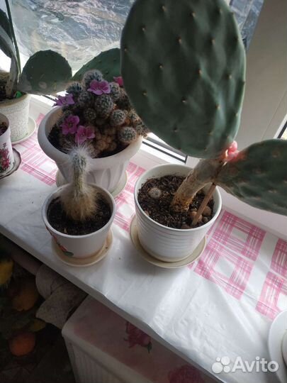 Цветы в ассортименте