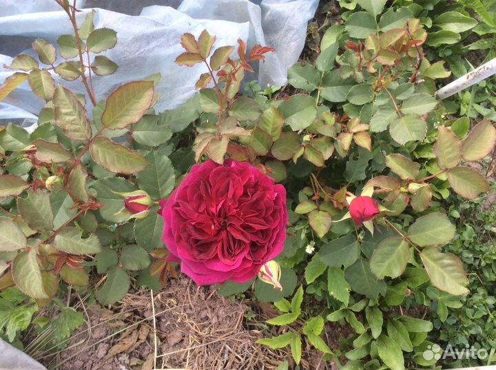 Роза корнесобственная. Манстен вуд