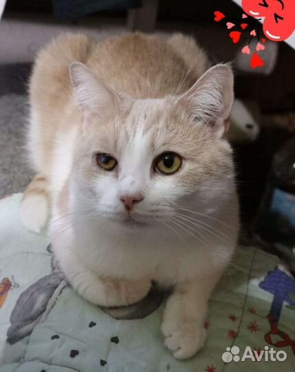 Персик ждёт в приюте