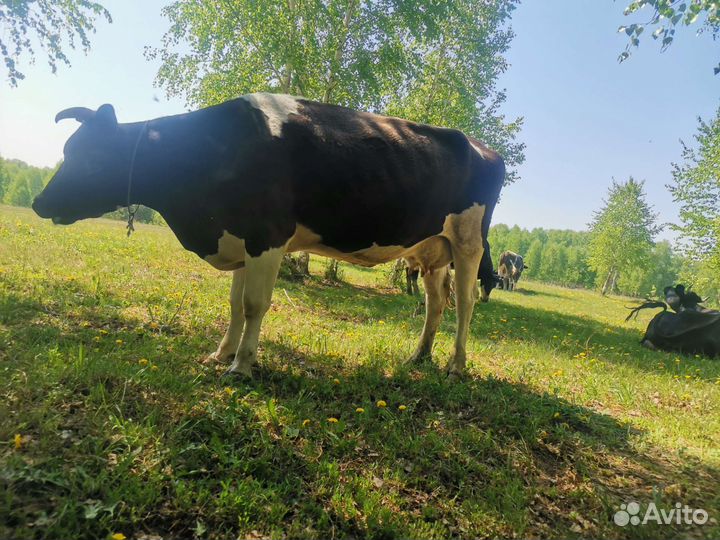 Коровы дойные молочные